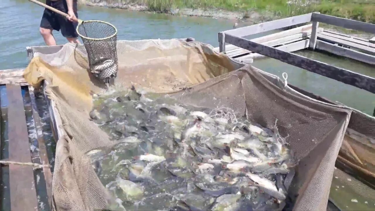 Запуск рыбы село ароматное. Запуск рыбы село ароматное. Пруд гжелка нагульный рыбхоз. Какую рыбу запустили в ведугу. Запуск рыбы село ароматное.