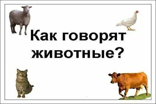 Что бы сказали животные если бы умели говорить. Если бы животные умели говорить. Что хотят сказать животные. Что хотят сказать животные. Дружба кошки и собаки.