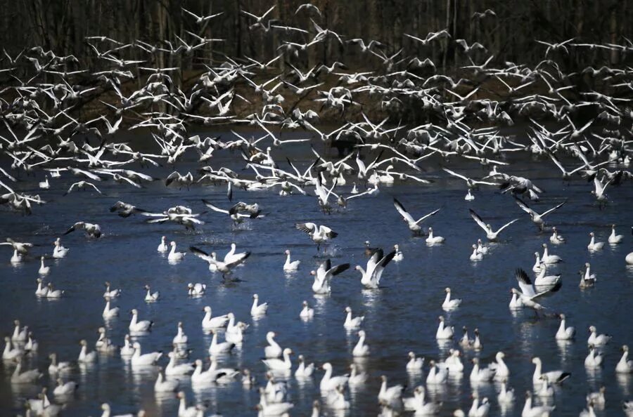 Us wildlife. Снежный гуси стая. Вожак стая снежный гусей. Штат Вирджиния снежные гуси. Snow Geese Migration in April.