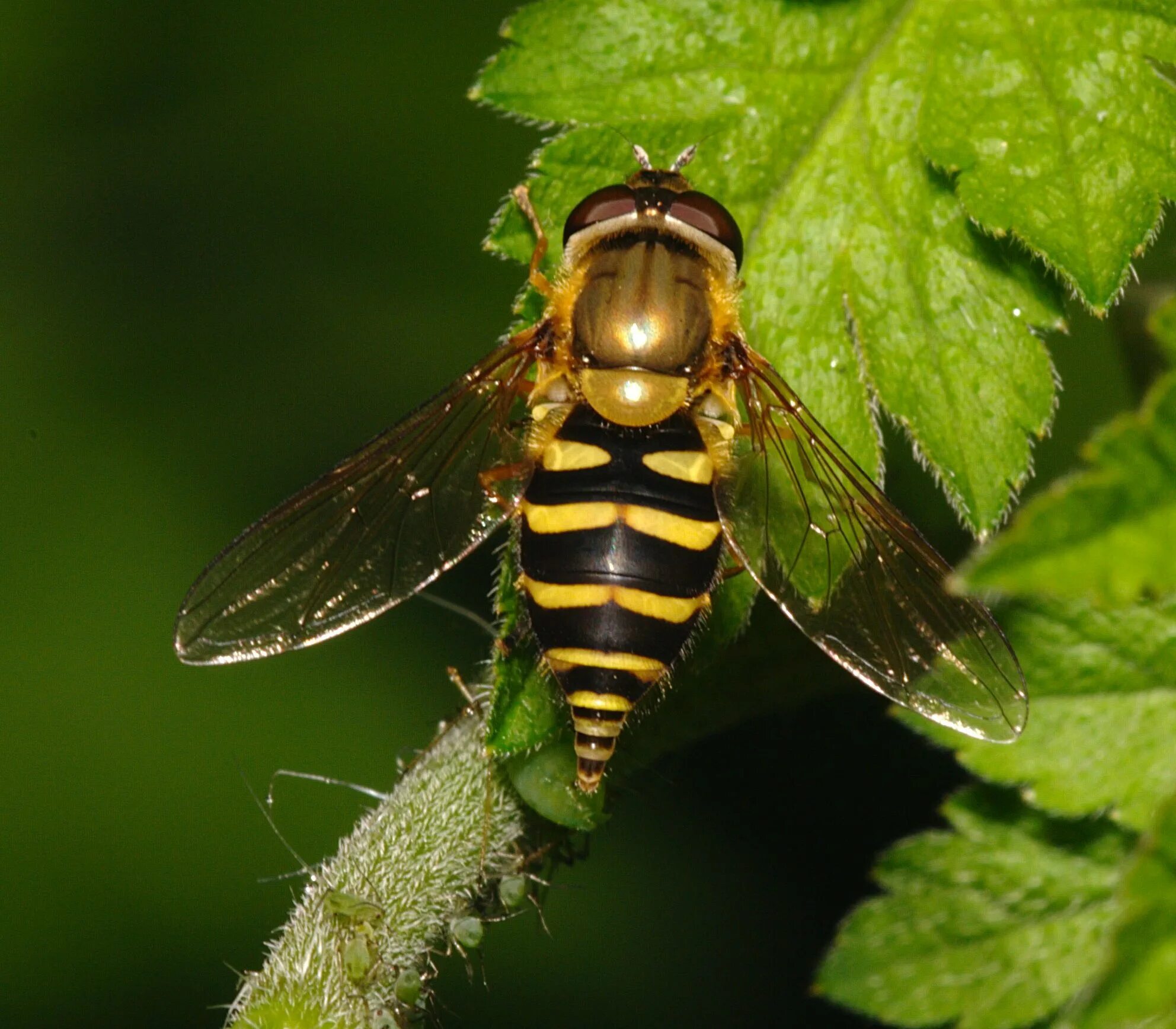 Мухи журчалки виды. Syrphus ribesii. Муха журчалка пчеловидка. Сирф полулунный. Syrphus vitripennis.