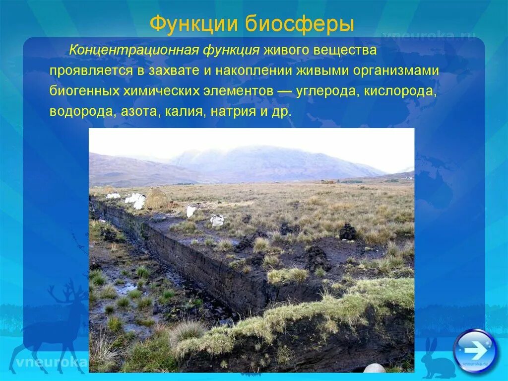 Выберите пример концентрационной функции биосферы. Концентрационная функция биосферы. концентрационная функция живого вещества в биосфере. концентрационная функция живого. контрационная функция биосферы.