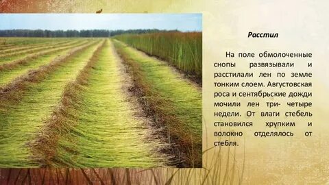 Лен садится