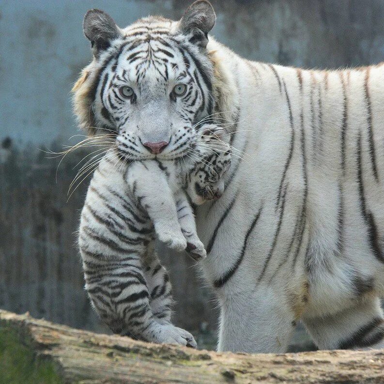 Амурский тигр белый. Уссурийский тигр белый. Белый тигр порода. Бенгальский длинно пенесный тигр. Бенгальский тигр подвид тигра