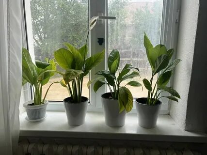 Шай ішу секс контексі