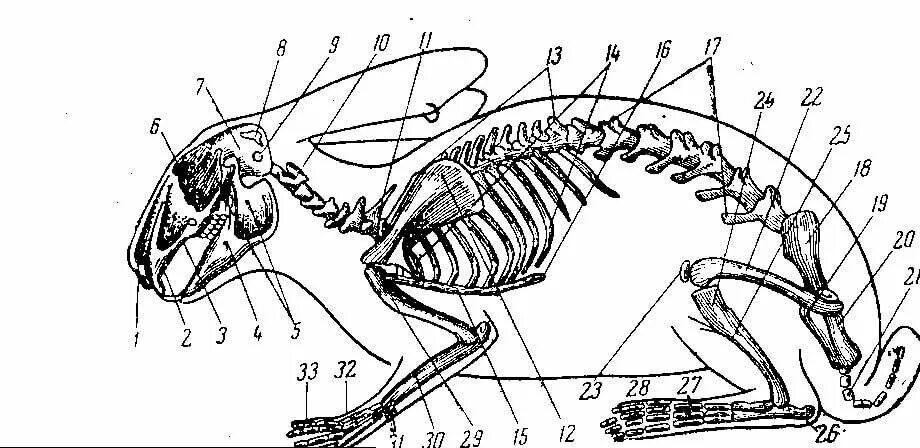 Особенности строения скелета кролика. Строение скелета кролика. Строение скелета зайцеобразных. Строение скелета млекопитающих кролика. Анатомия кролика скелет.