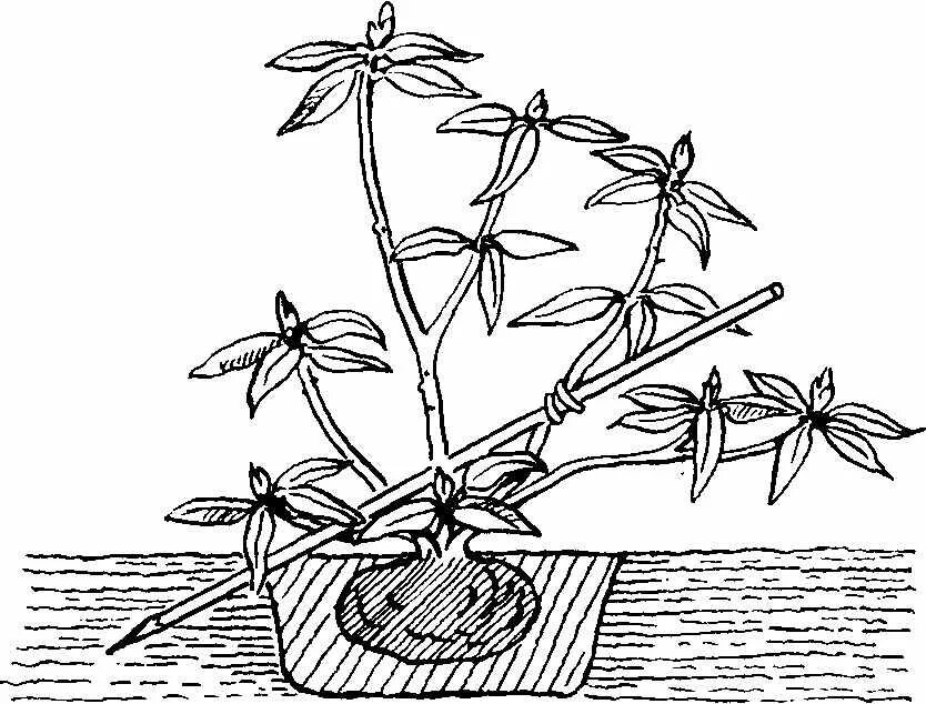 Как правильно посадить рододендрон. Рододендрон размножение отводками. Рододендрон корневая. Рододендрон садовый размножение. Черенкуем рододендрон.