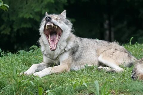 Wolf 814784