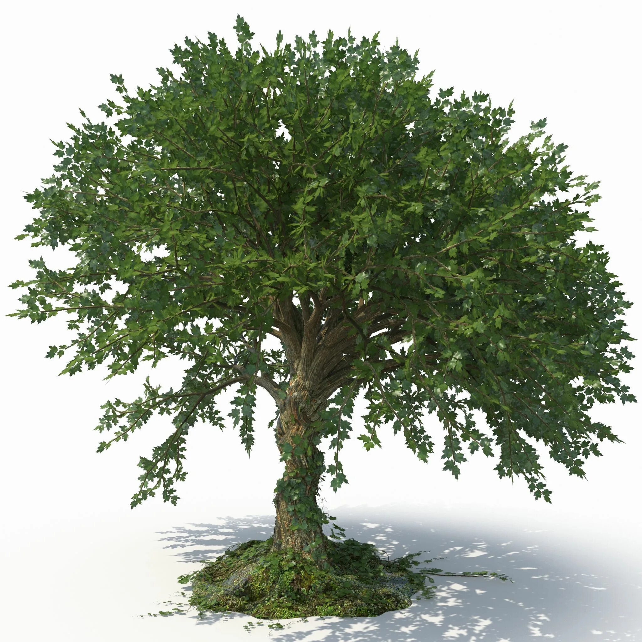 Tree 3ds Max. Деревья в 3ds Max. 2д деревья для 3d Max. Модель дерева. Дерево в 3 d