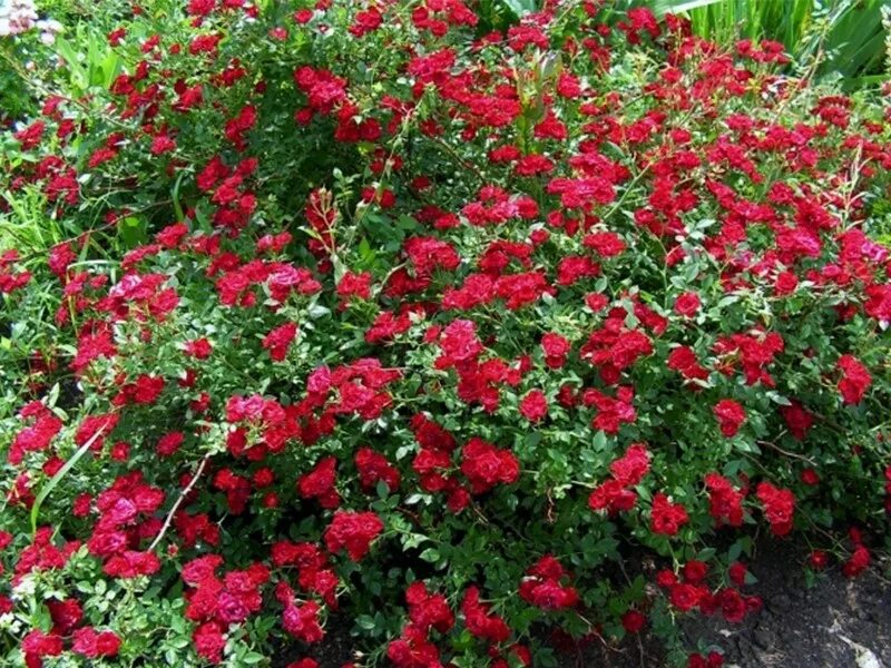 Роза плетистая рэд каскад. Роза ред каскад почвопокровная. Ред каскад red cascade роза. Роза ред каскад почвопокровная. Ред каскад (red cascade).