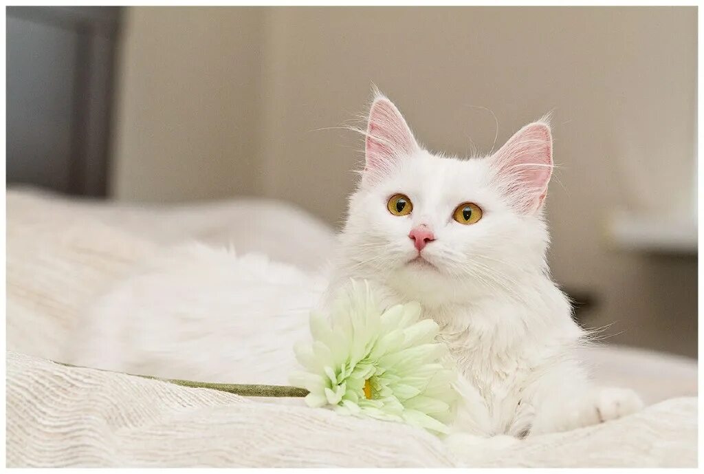 Красивая белая кошка. Белая пушистая кошка. Белый пушистый котик. Белый и пушистый. Белая киса