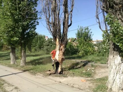 Ветер делают деревья