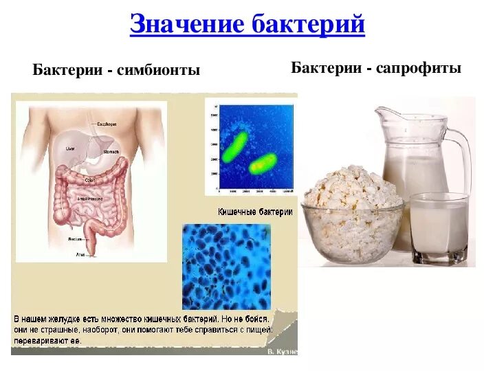 Что содержится в бактериях