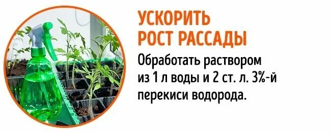 Перекись водорода для огорода применение. Перекись водорода для рассады. Подкормка рассады перекисью водорода. Полив рассады перекисью водорода. Перекись водорода для рассады томатов.