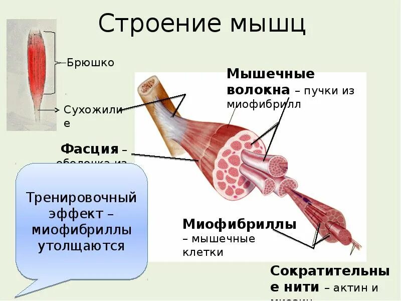 В состав мышцы входит. Строение мышцы. Строение мышечной клетки. Внешнее строение мышцы. Строение мышечного пучка.