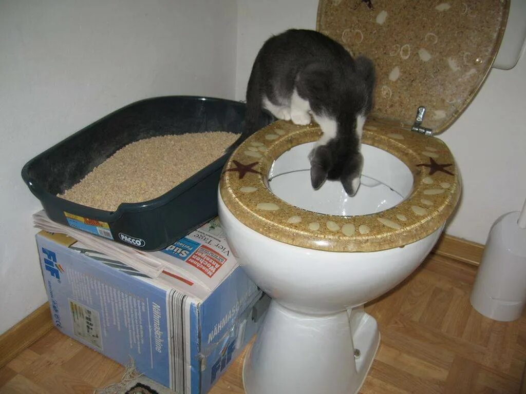 Как приучить котенка. Приучение кошки к унитазу. Кошачий туалет на унитаз. Приучегие кота к ун тазу. КПК приучитт кота к унитаза.