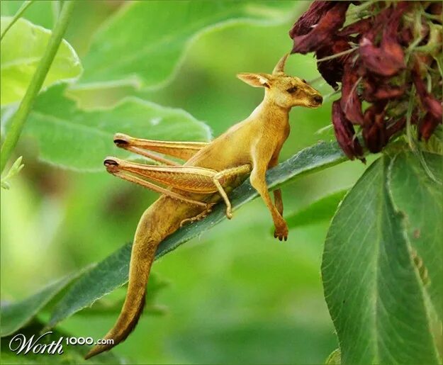 Ананасовая сова. Отдалённая гибридизация в селекции. Смешные птицы. Скрещивание животных с растениями. Растения и животные.