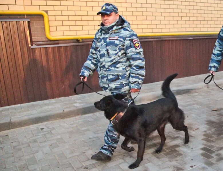 День кинологической службы уис. Соревнования кинологов вязьма. Воронежские кинологи. Кинолог университет. Воронежские кинологи.