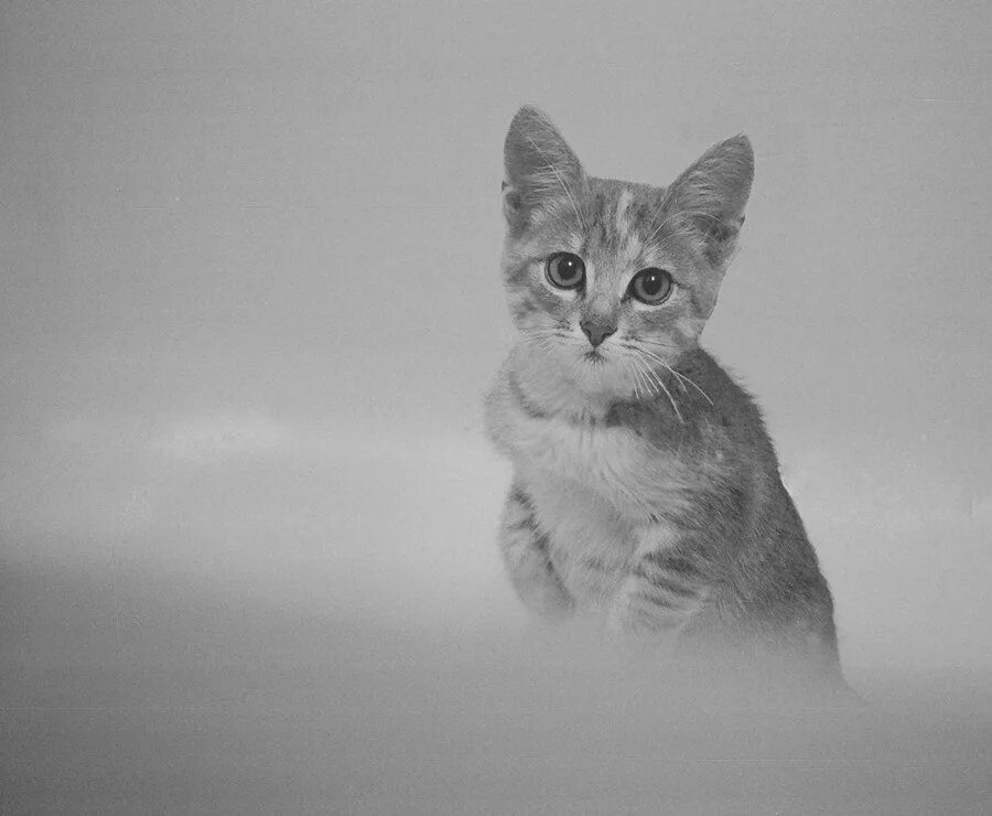 Песня есть в моей жизни кот. Стихи о котах которые ушли. стихотворение посвященное коту. стих про кошку. стихи посвященные кошкам.