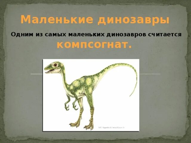Как назывались маленькие динозавры. Самый маленький динозавр. Маленькие динозавры названия. Самый маленький динозавр в истории. Компсогнат динозавр.