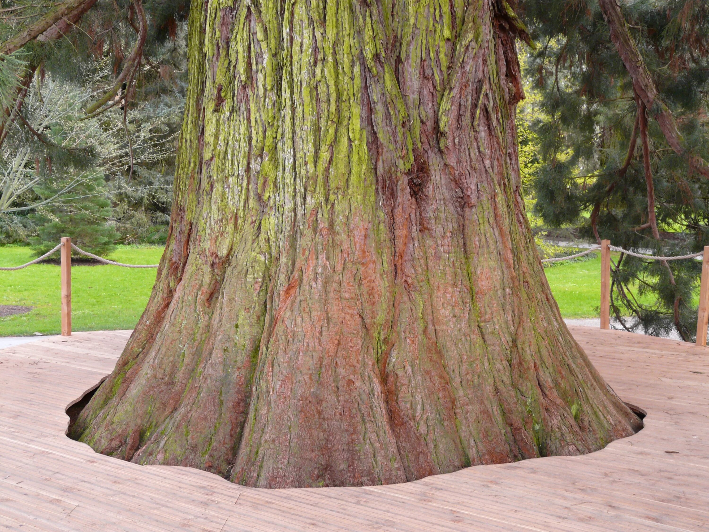 Огромные стволы деревьев. Секвойя дерево. Sequoia дерево. Кипарис Секвойя. Секвойядендрон.