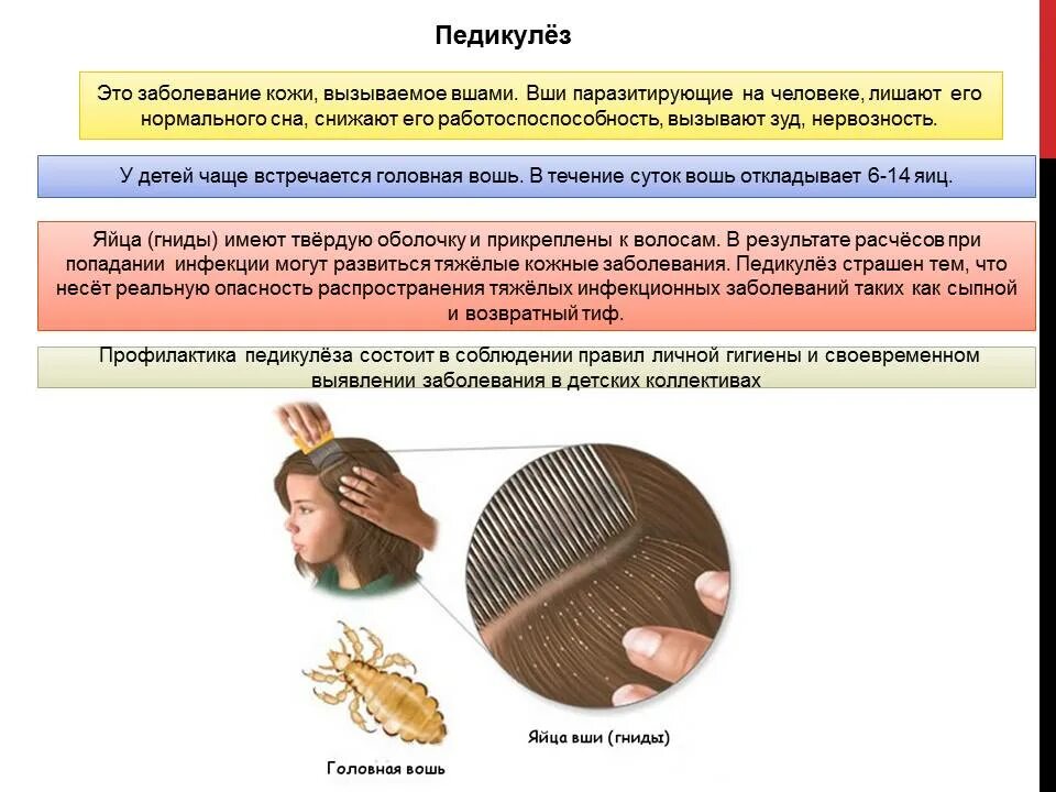 Осуществление мероприятий при выявлении педикулеза. Педикулез заболевание. заболевание педикулёз вызывается. профилактика головного педикулеза.