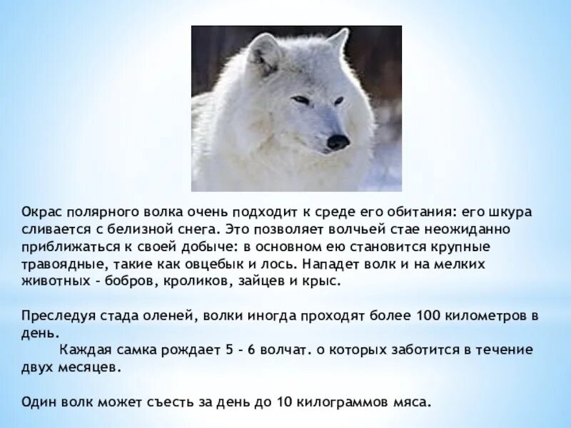 Полярный волк где находится на карте. Полярный волк среда обитания. Полярный волк доклад. Полярный волк описание. Полярный волк информация для детей.