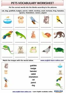 Pets vocabulary