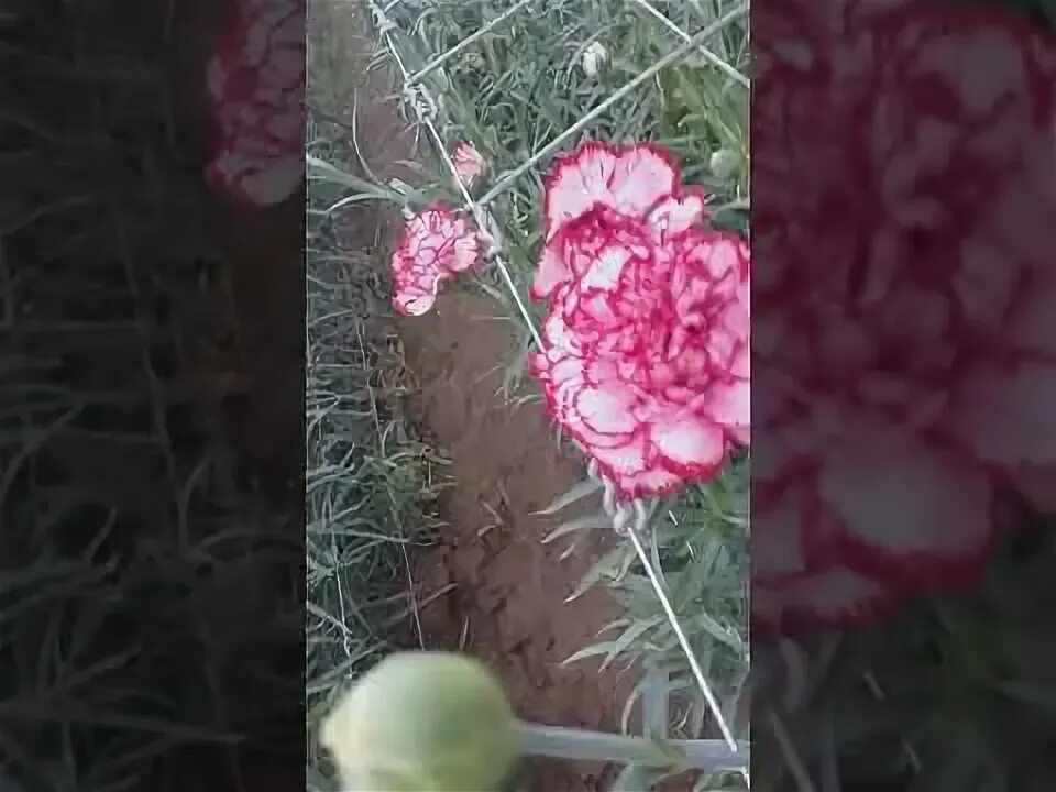 Гвоздика диантус красная. Красные гвоздики. Акция память поколений. Акция красная гвоздика логотип. Акция красная гвоздика.