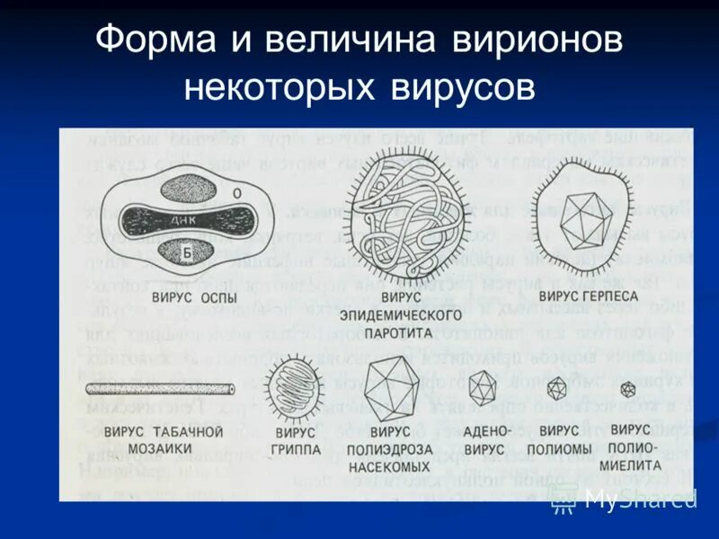Установите соответствие вирусы