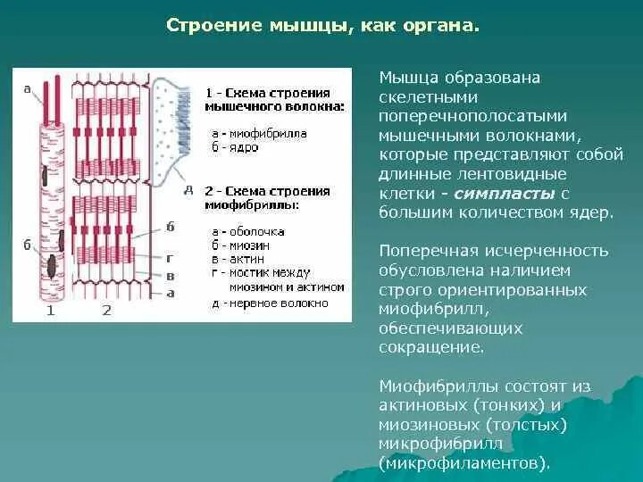 Состоит из клеток имеющих поперечную исчерченность. Строение мышцы. Поперечная исчерченность мышц. Строение мышцы как органа. Поперечная исчерченность мышечного волокна.