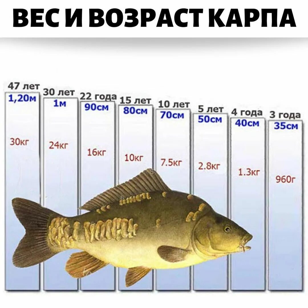 До какого веса растет