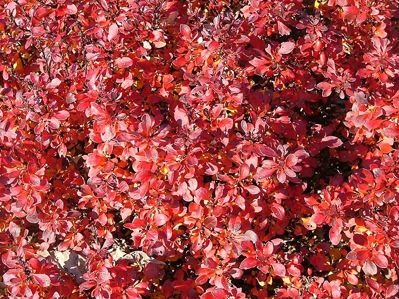 Старый барбарис. Барбарис тунберга pygmy ruby. барбарис тунберга пигми руби. барбарис тунберга пигмируби. барбарис тунберга &quot;pygmy ruby&quot; (пигми руби).