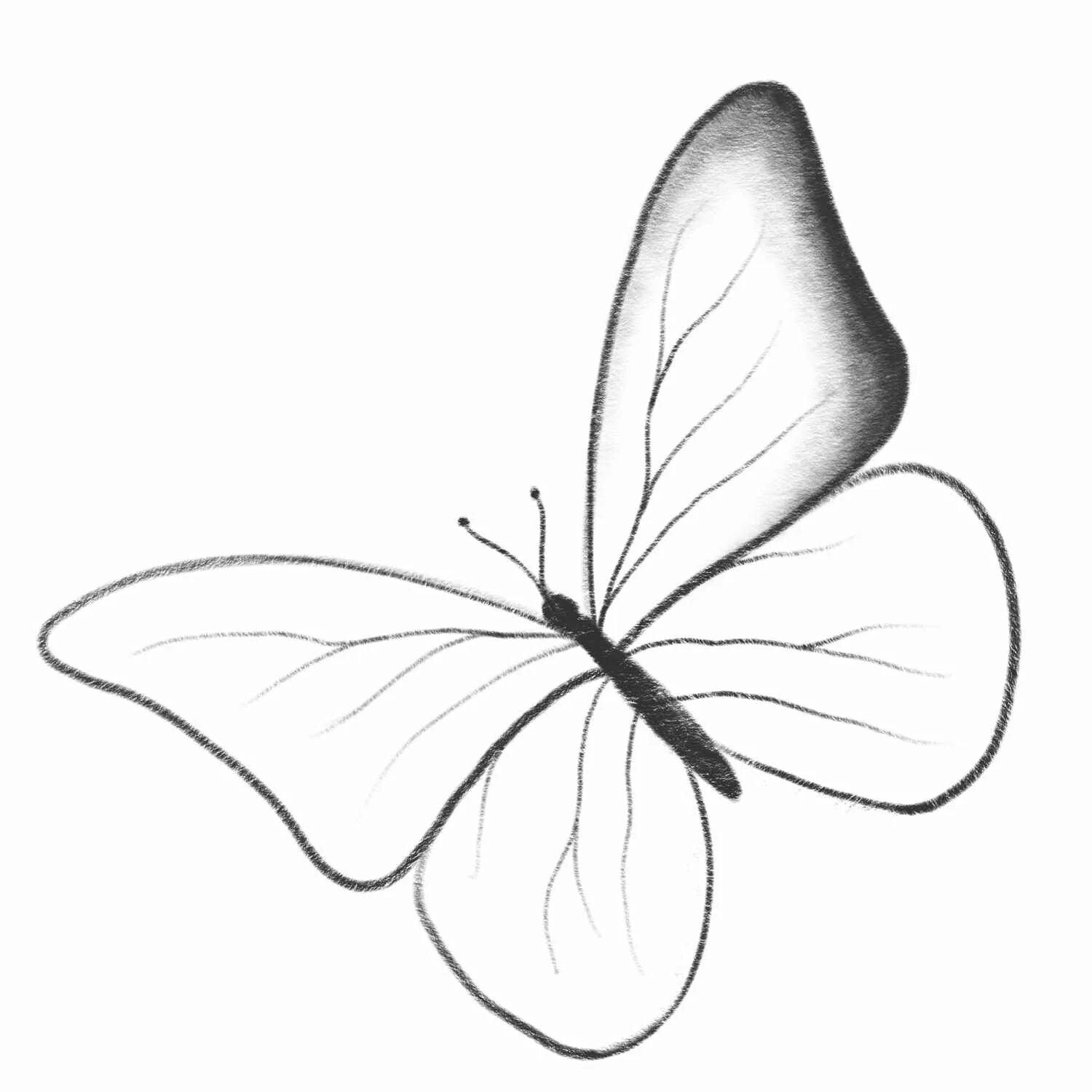 Легкое изображение рисунок. Бабочка рисунок. бабочка карандашом. бабочки карандашом маленькие. бабочки карандашом для срисовки.