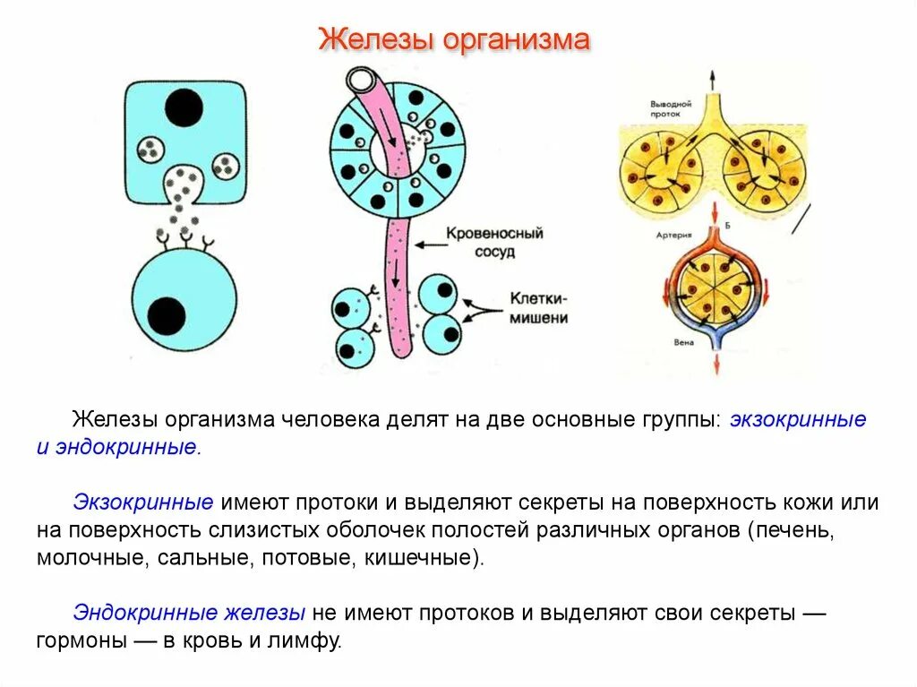 Строение экзокринных и эндокринных желез. Схема строения желез внешней секреции и внутренней секреции. Эндокринные и экзокринные железы железы человеческого организма. Схема строения железы внешней секреции.