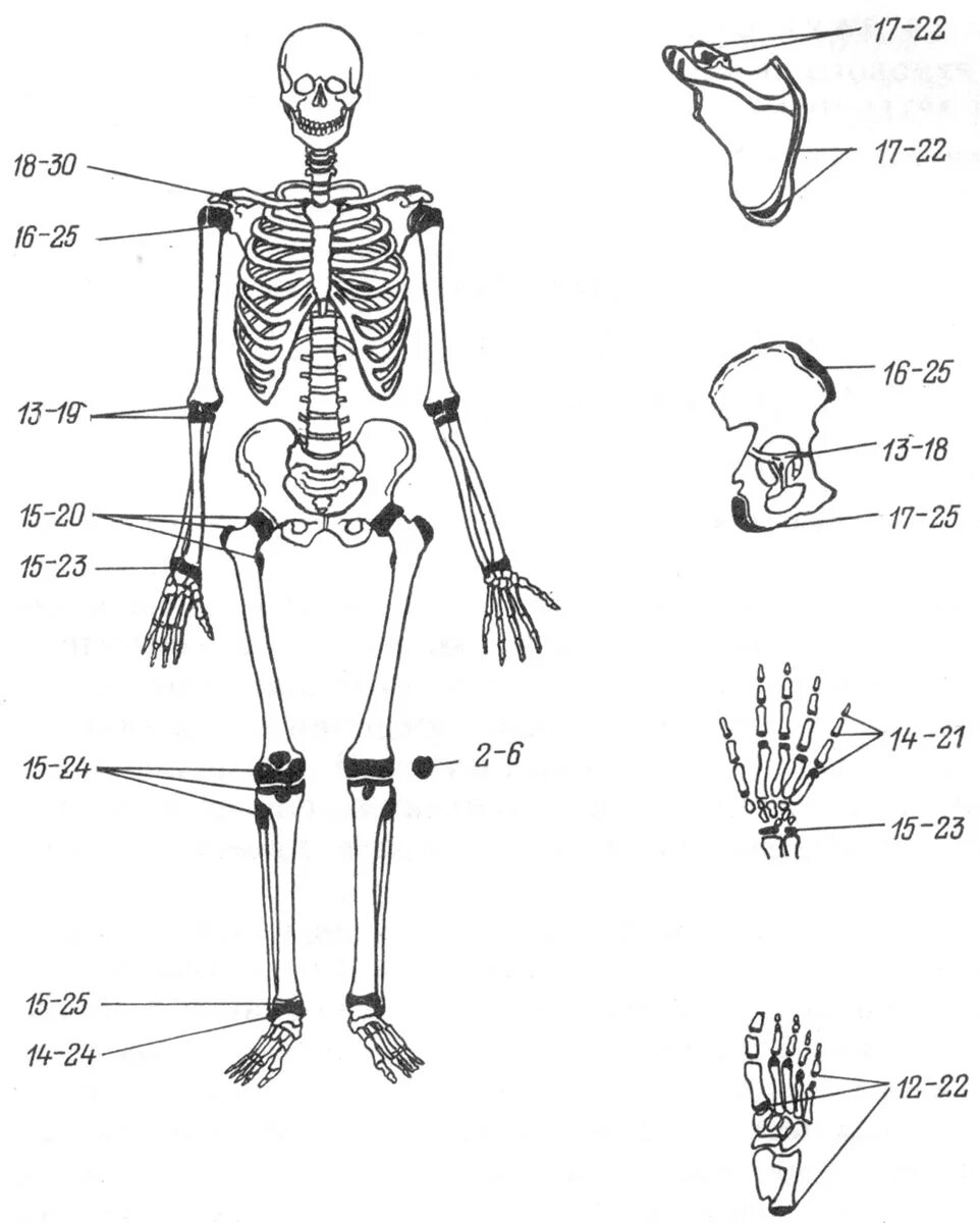 Точки окостенения костей таблица. Скелет человека. Измерение костей скелета человека. Определение возраста по костям. Что определяет скелет