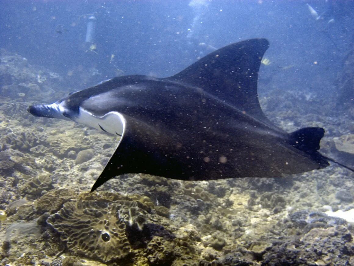 Скат к2. Электрошокер сис-2 скат. Европейская мобула скат. Скат и мурена. Тетис фауна.