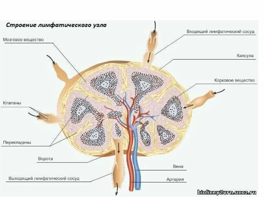 Строение лимфатического узла анатомия человека. Строение лимфатического узла рисунок. Нарисуйте строение лимфатического узла. Лимфатический узел гистология схема. Лимфоузлы структурны