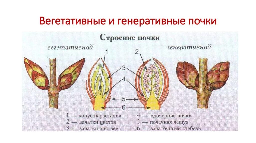 Строение вегетативной и генеративной почки. Строение генеративной почки. Строение вегетативной почки растения. Строение генеративной почки, вегетативной почки; строение побега.. Побег состоящий из листьев почек называют