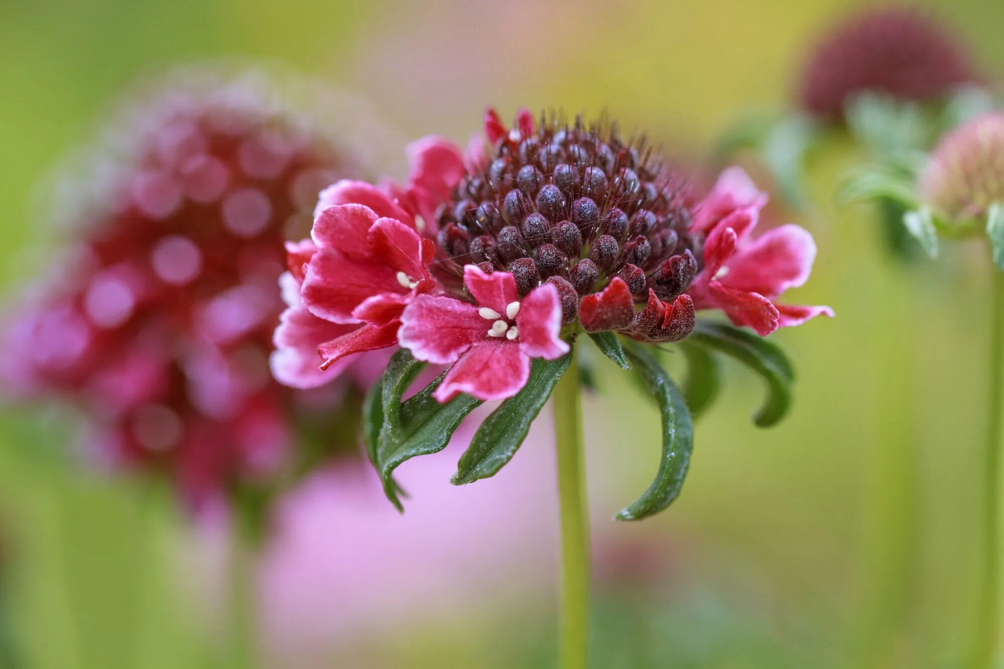 Полевые цветы палитра. Эустома пестик. Разборы цветов. Цветовая схема слова фартук. Схема анализа звука 1 класс.