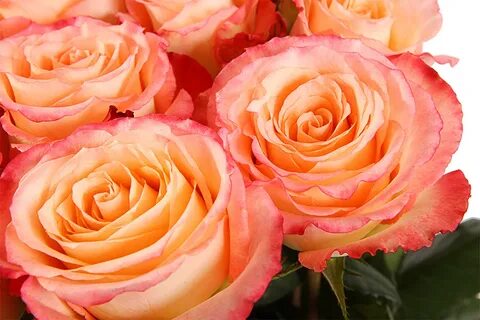 Classic rose