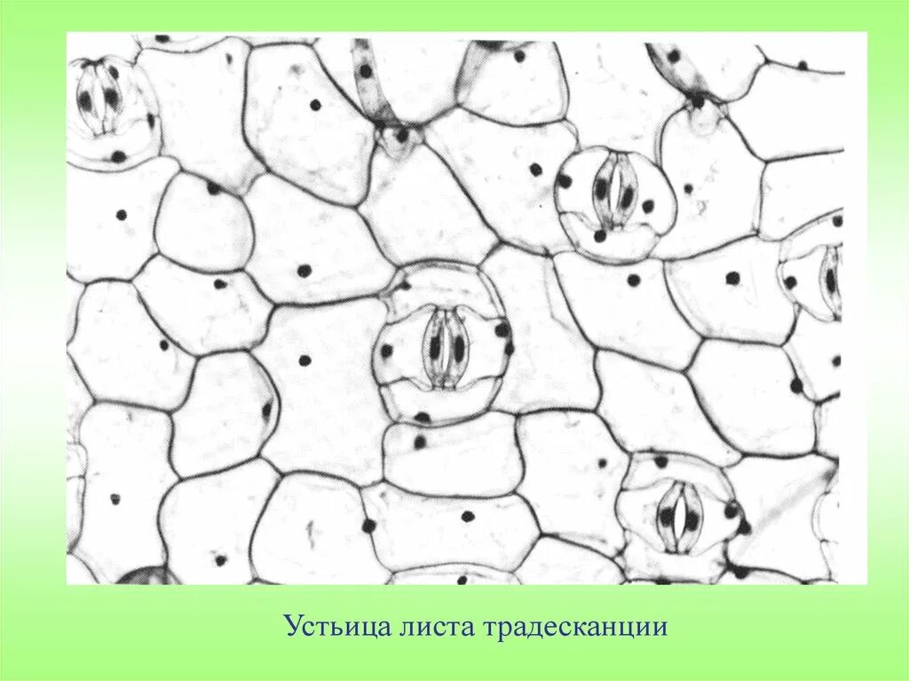 Какой микропрепарат изображен на рисунке. Клетки эпидермиса листа традесканции. Строение эпидермы листа традесканции. Клетки эпидермиса листа традесканции виргинской. Строение кожицы листа традесканции.