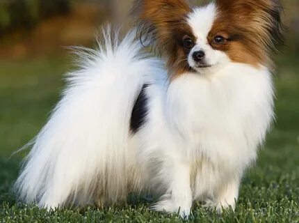 De papillon