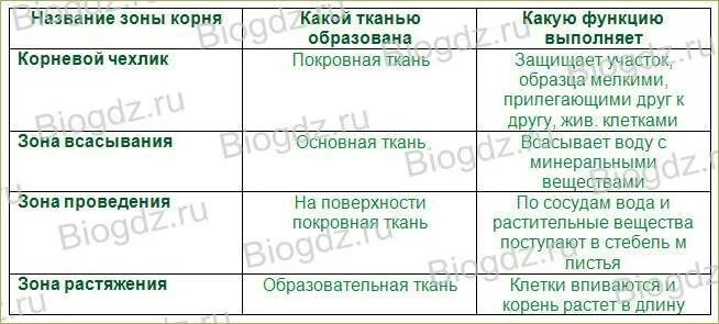 Зоны корня и их функции рисунок. Связь строения зон корня с выполняемыми функциями таблица 6. заполните таблицу связь строения зон корня с выполняемыми функциями. связь строения зон корня с выполняемыми функциями таблица 6 класс. биология 6 класс таблица зоны корня ткань функции.