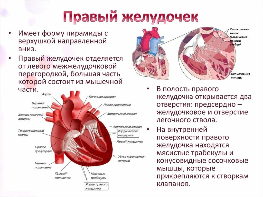 Структуры в левом желудочке сердца. Строение и функции левого и правого желудочка. Строение желудочков сердца анатомия. Строение сердца правый желудок. Где предсердие