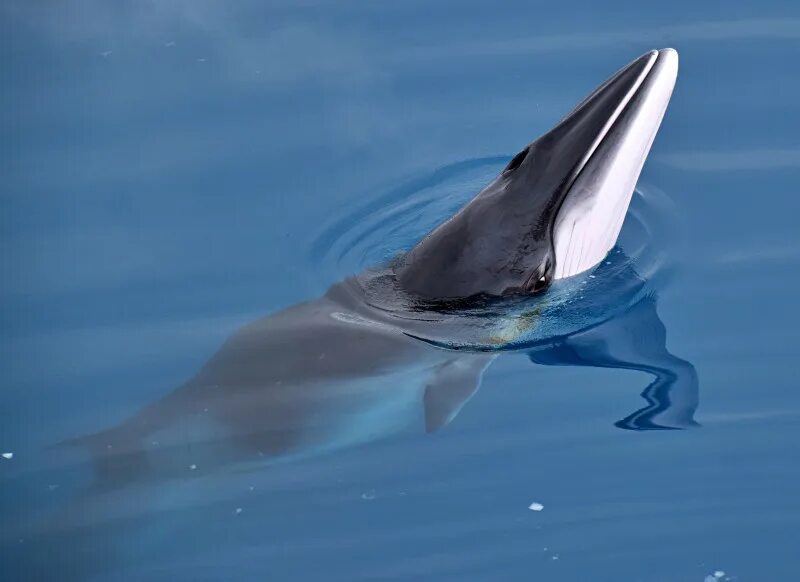 Сейвал финвал синий кит. Сельдяной полосатик. Северный малый полосатик. Финвал и сейвал 9 букв сканворд. Кит полосатик в баренцевом море.