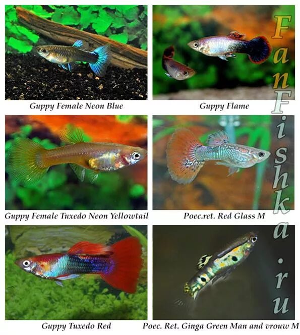 Рыбки уживающиеся с гуппи. Аквариумные рыбки породы гуппи. Аквариумные рыбки гуппи совместимость. Аквариумные рыбки гуппи зелёные. Гуппи живородящие.