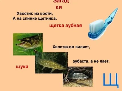 Хвостом виляет зубаста а не лает