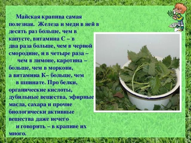 Чем полезна крапива. Чем полезна крапива для человека. Характеристика крапивы. Полезные свойства крапивы. Как крапива влияет