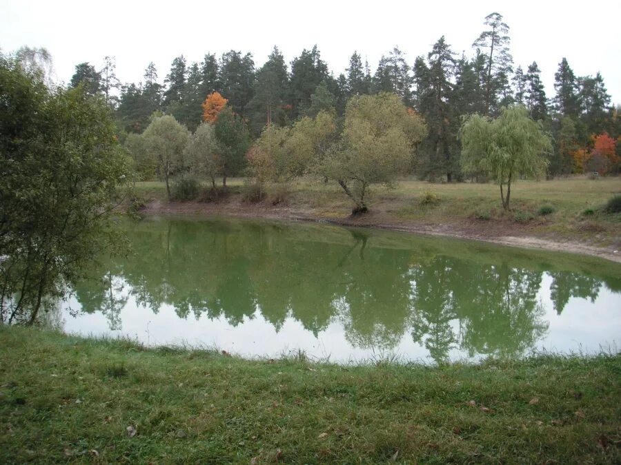 Озеро ходаренское брянск. Соловьевка брянская область климовский район. Антоновский пруд брянск. Озеро барсучья грива. Севск брянская область озеро.