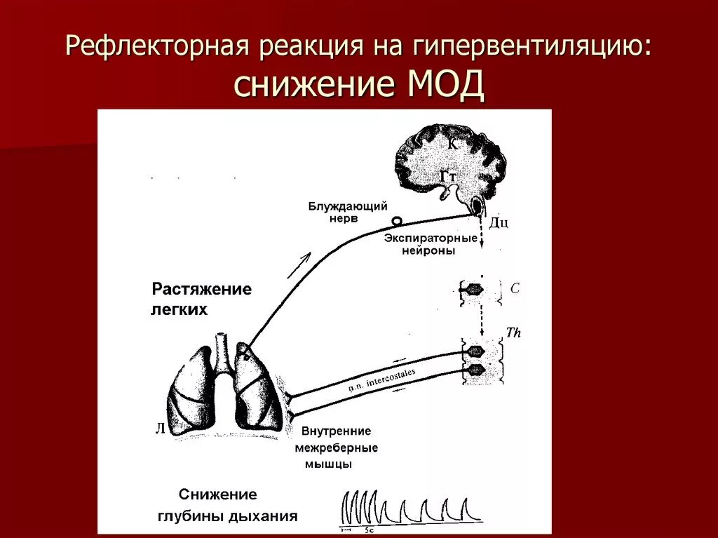 Рефлекторная реакция. Рефлекторная дуга. Рефлекторная регуляция. Рефлекторный механизм регуляции дыхания.